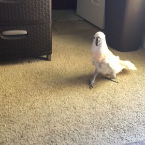 Meet your Posher, Sandy